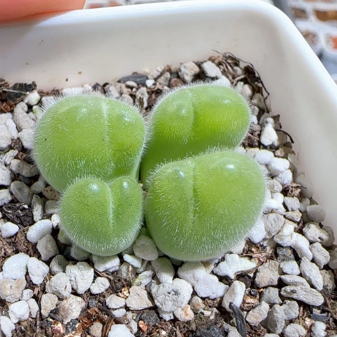 肉锥多肉植物百科694
