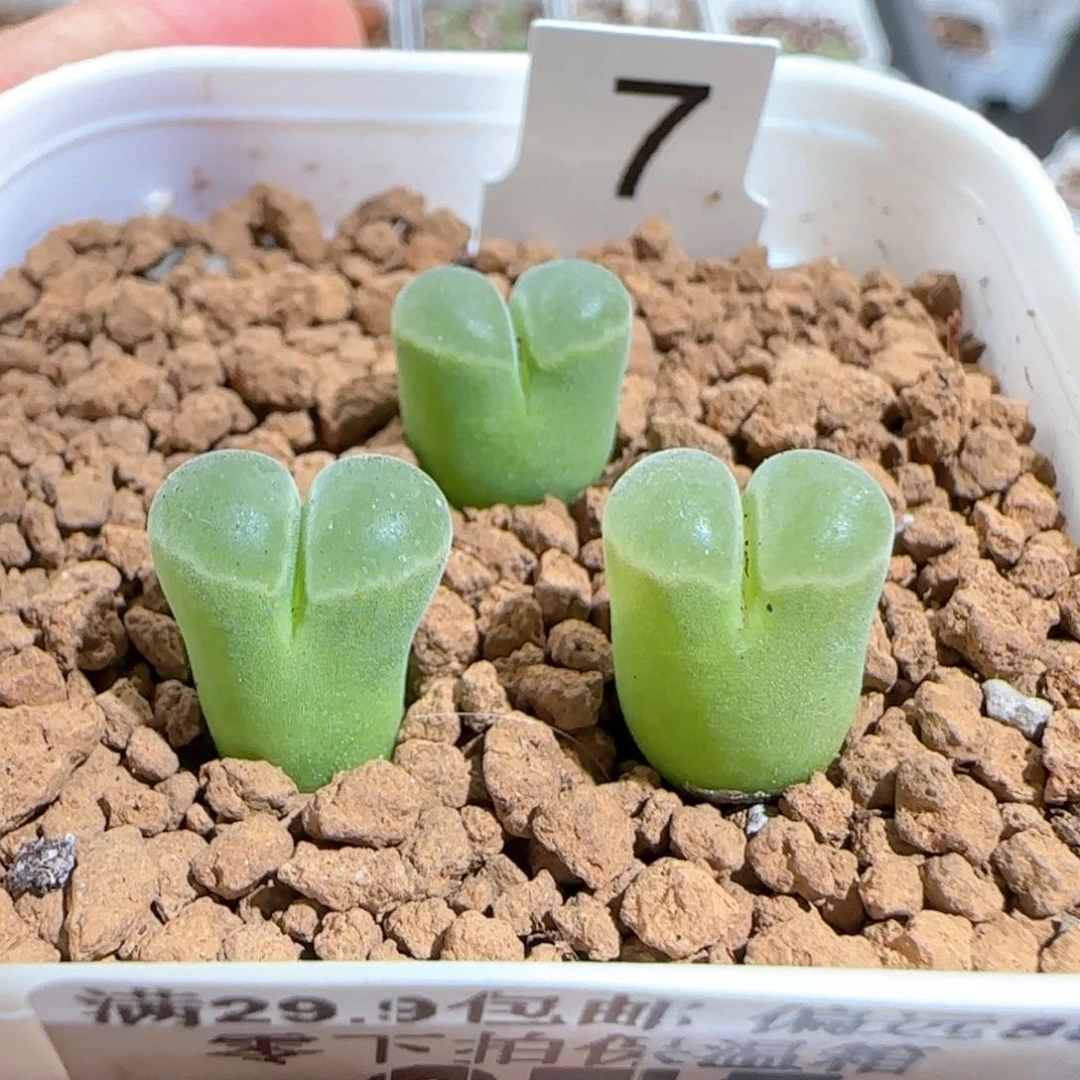 肉锥多肉植物百科675