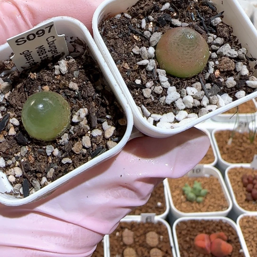 肉锥多肉植物百科-灯泡436