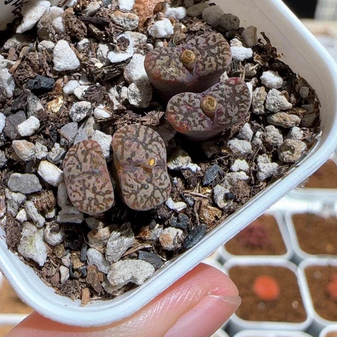 肉锥多肉植物百科1479有疤