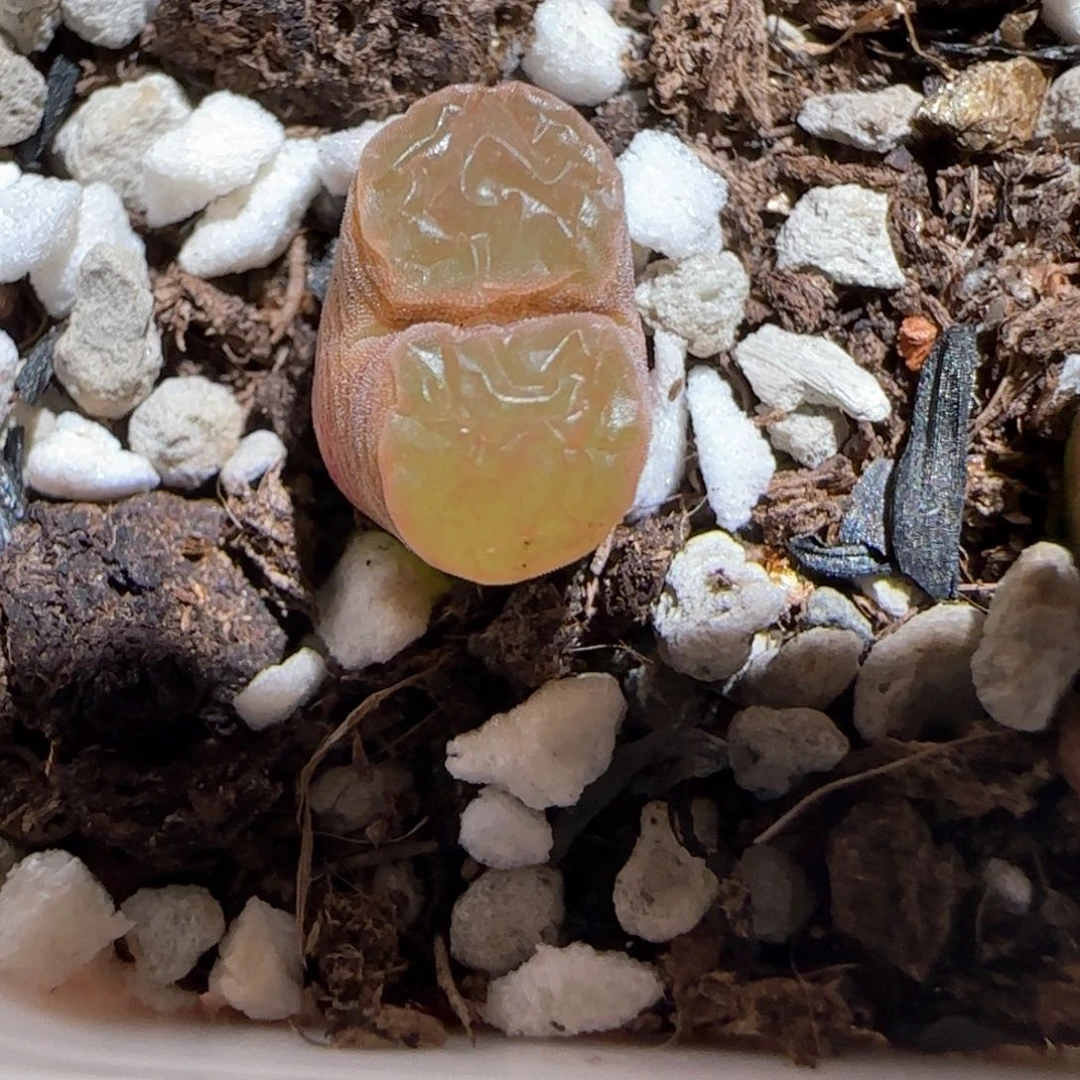 肉锥多肉植物百科-磁铁1471