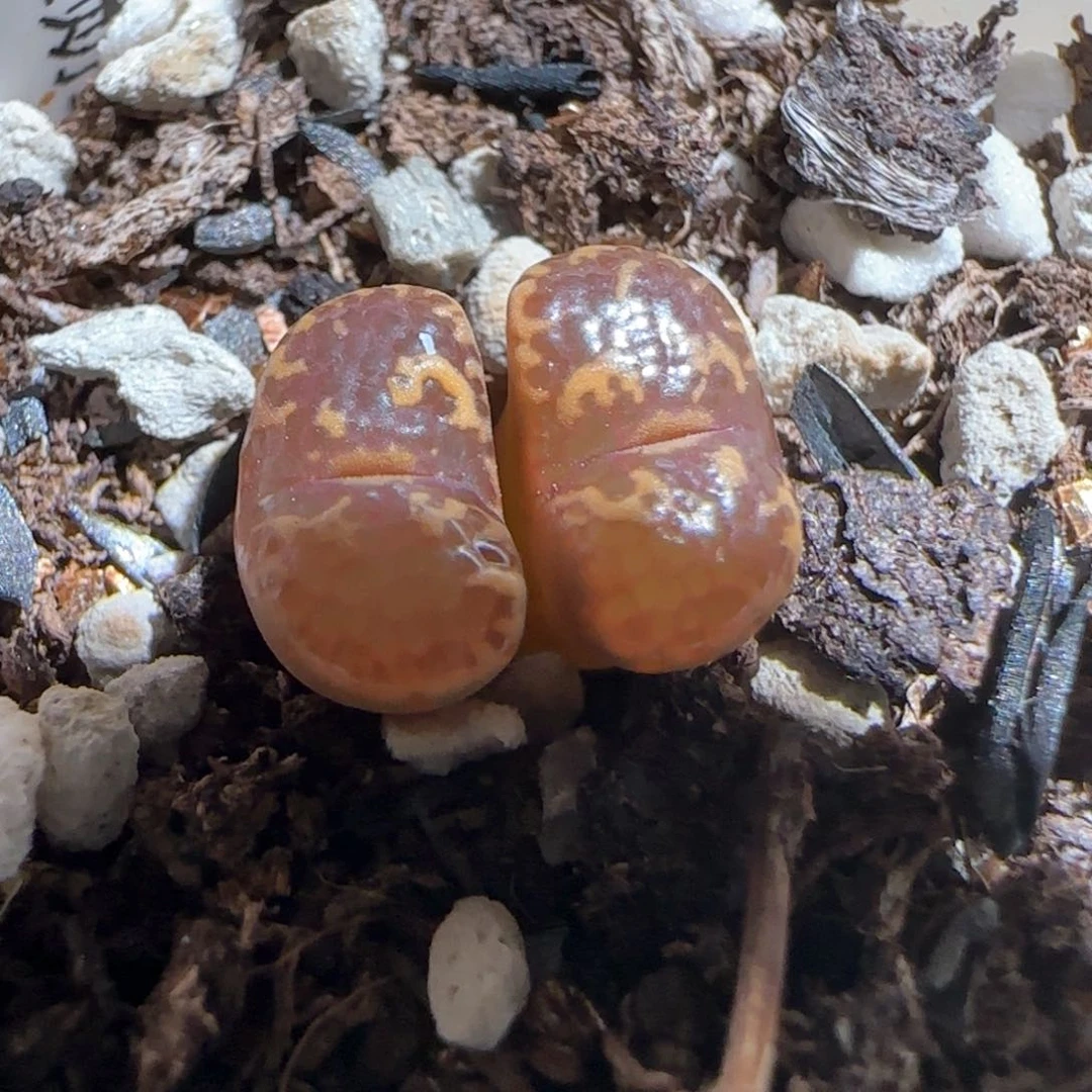 肉锥多肉植物百科332