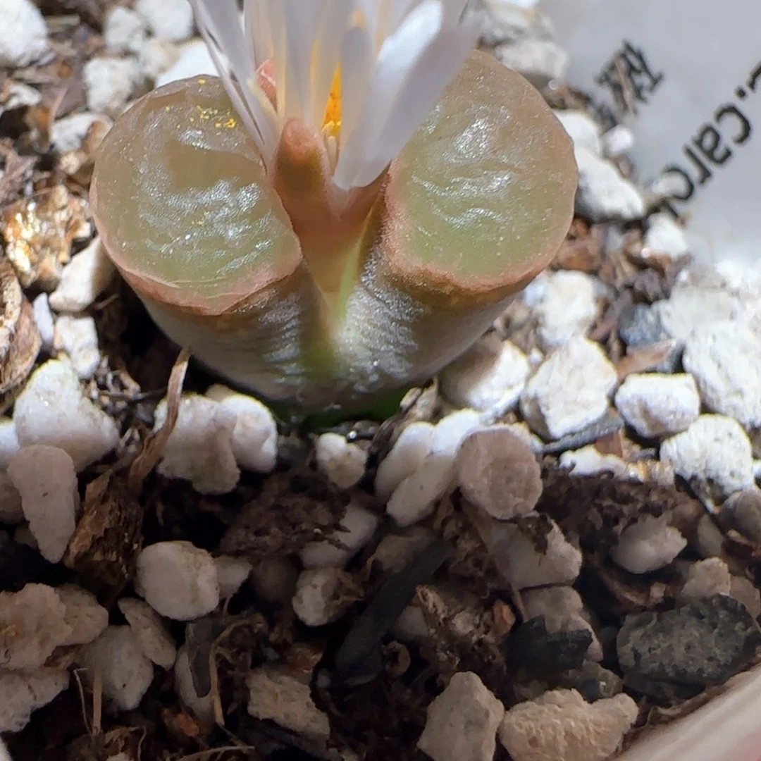 肉锥多肉植物百科-有疤福利磁铁1120