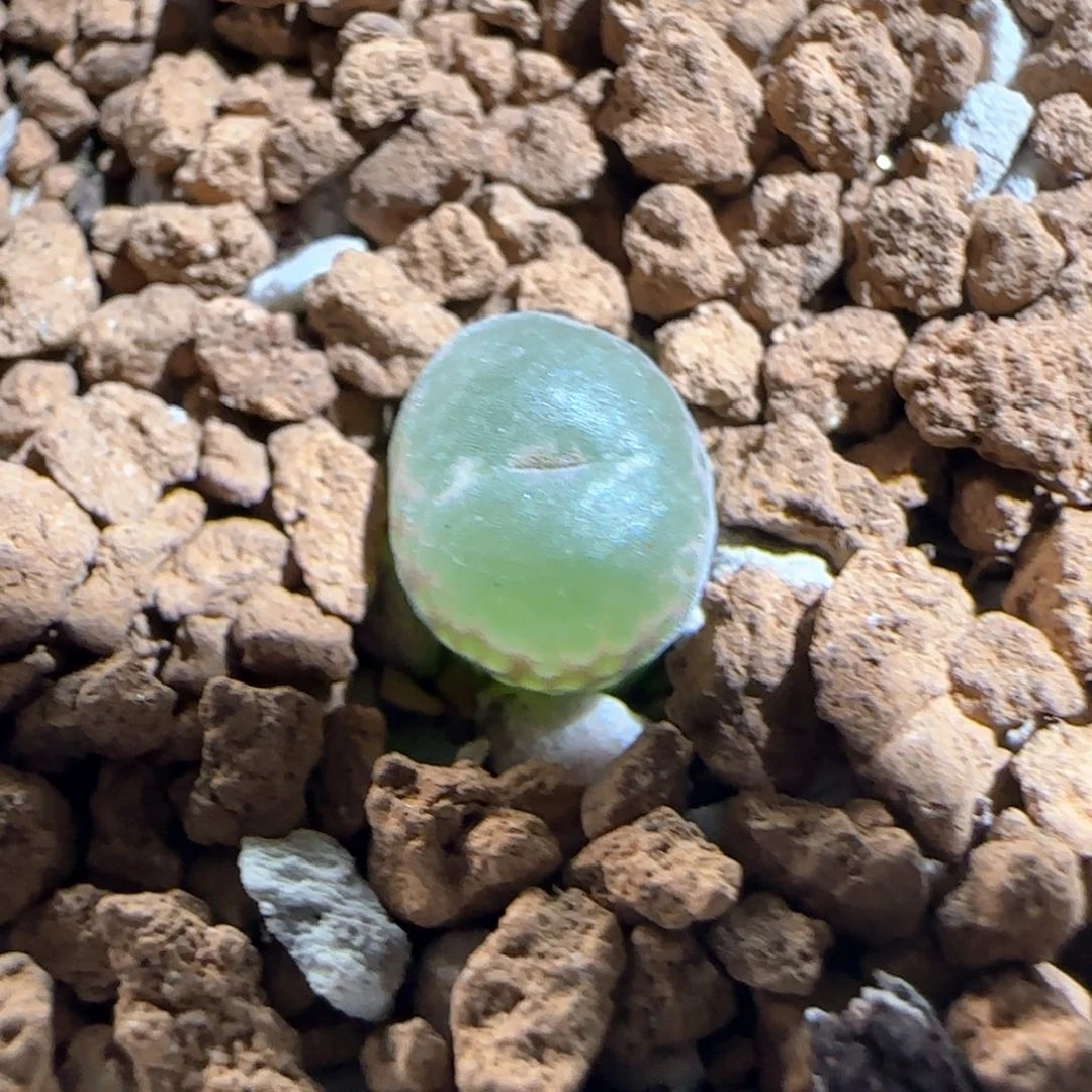 肉锥多肉植物百科617