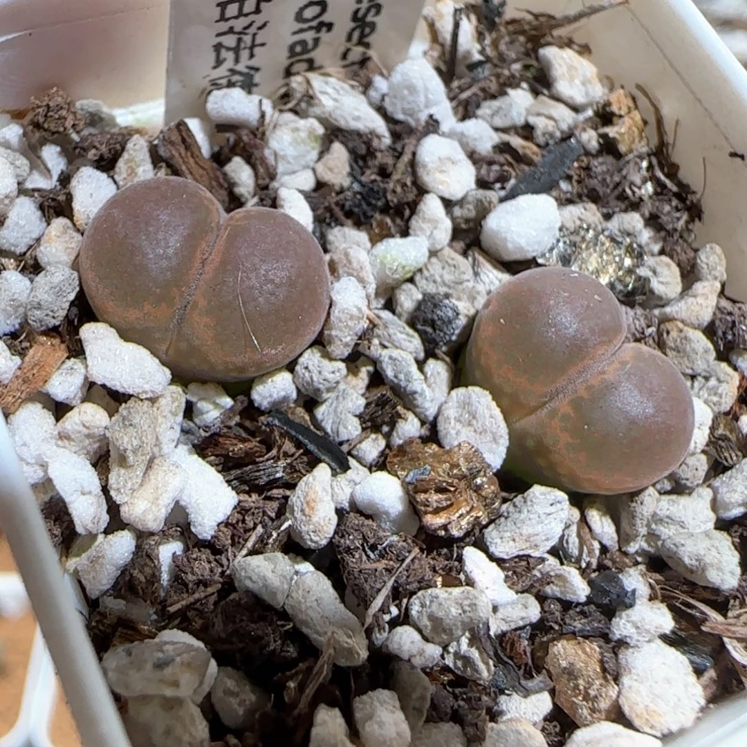 肉锥多肉植物百科1670