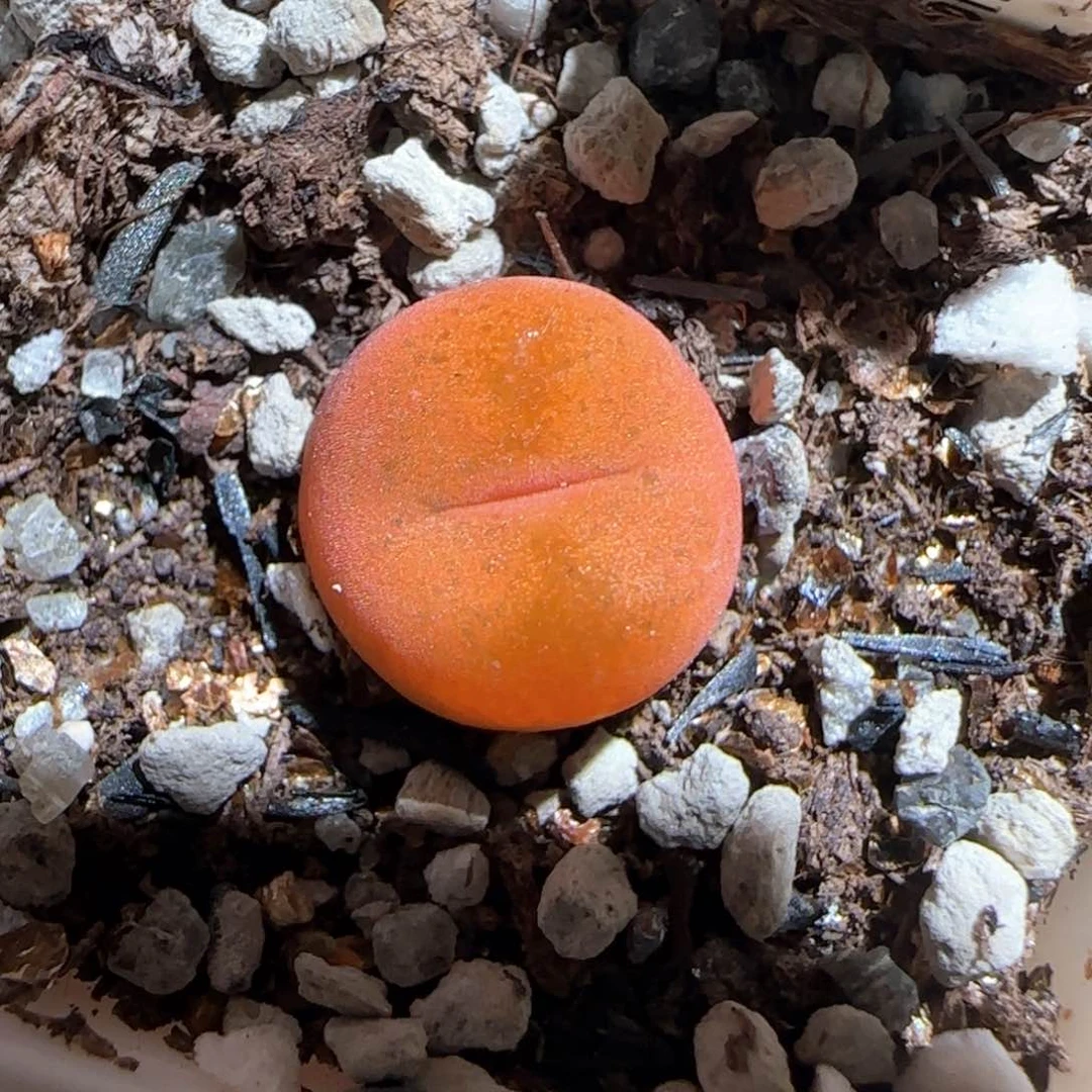 肉锥多肉植物百科487