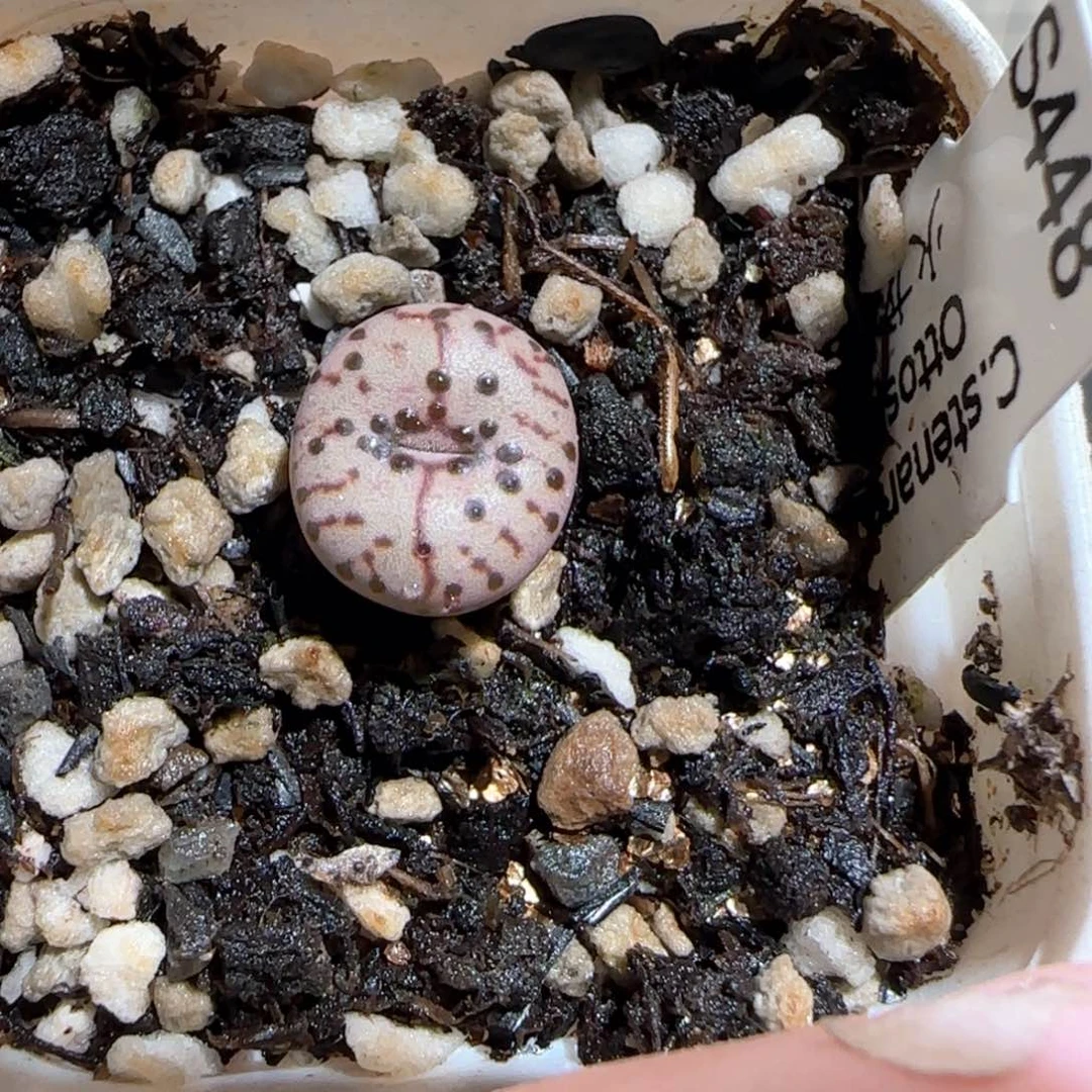 胡**耶肉锥多肉植物百科-1677