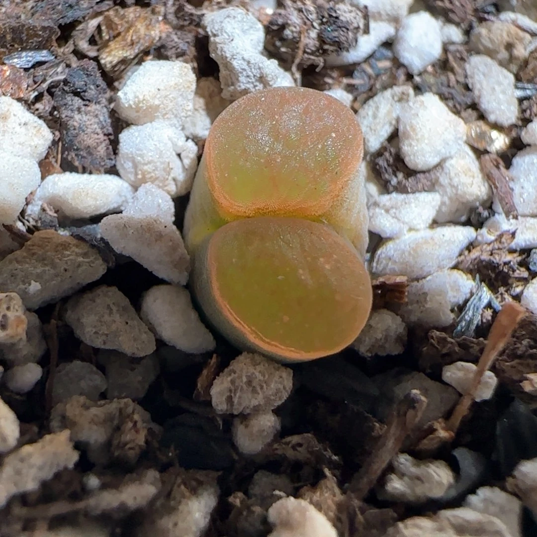 肉锥多肉植物百科1186