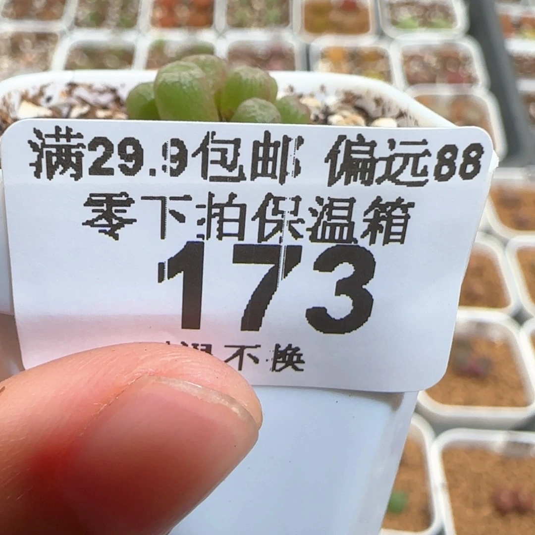 肉锥多肉植物百科小*?173
