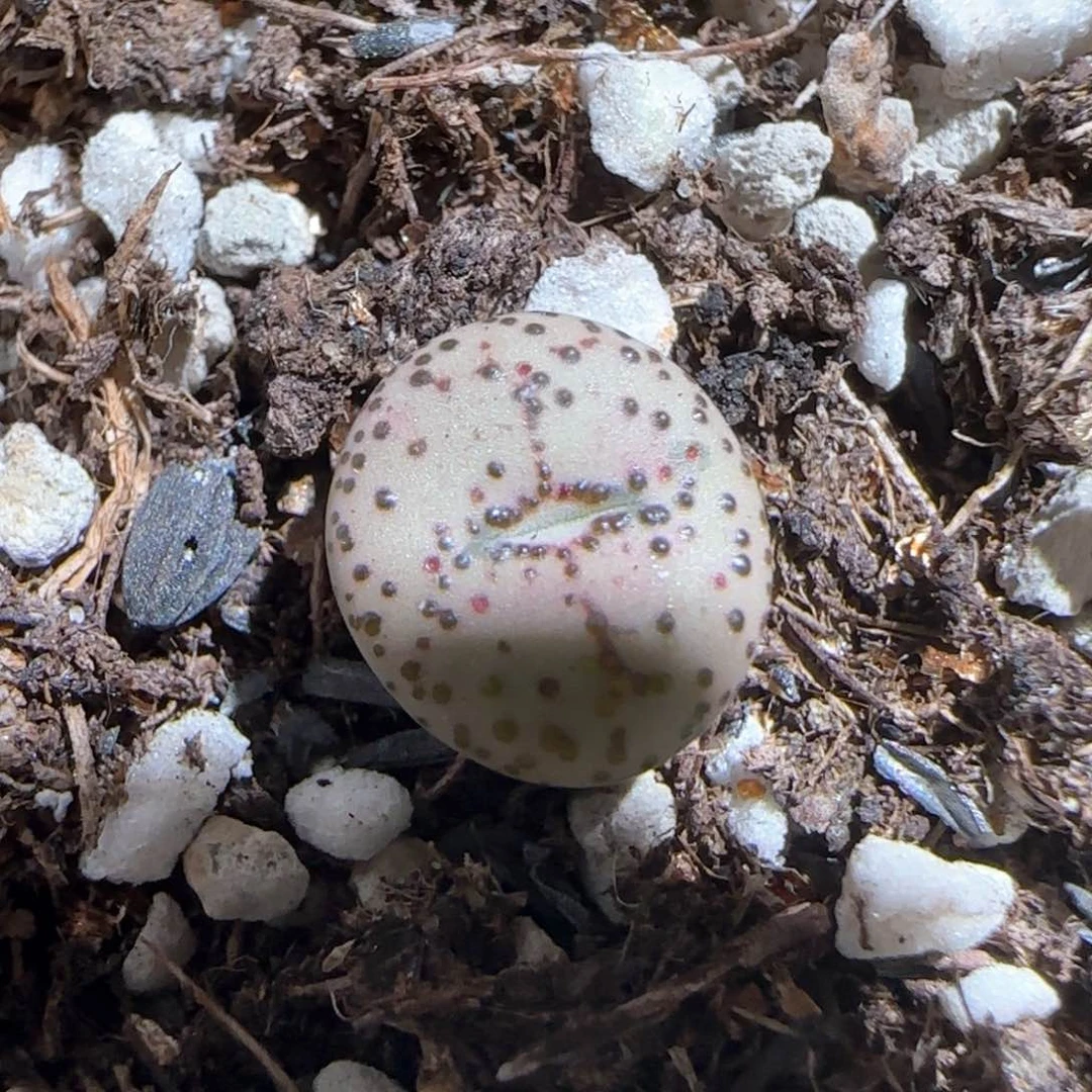 肉锥多肉植物百科1663