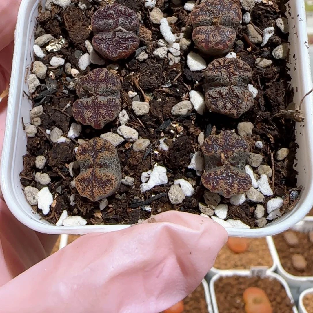 L****乐肉锥多肉植物百科-101