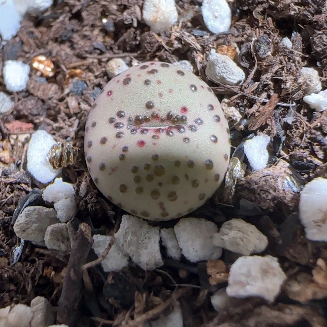 肉锥多肉植物百科309