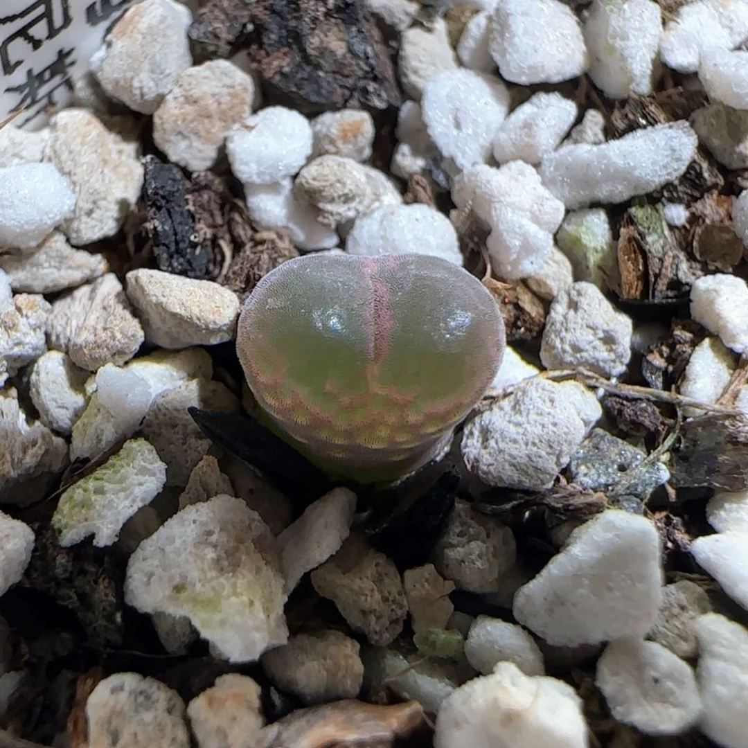 肉锥多肉植物百科588