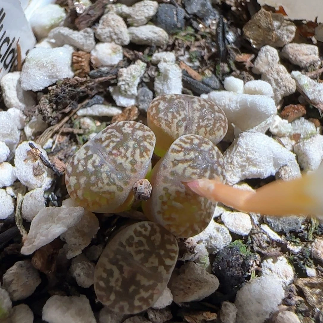 肉锥多肉植物组合456