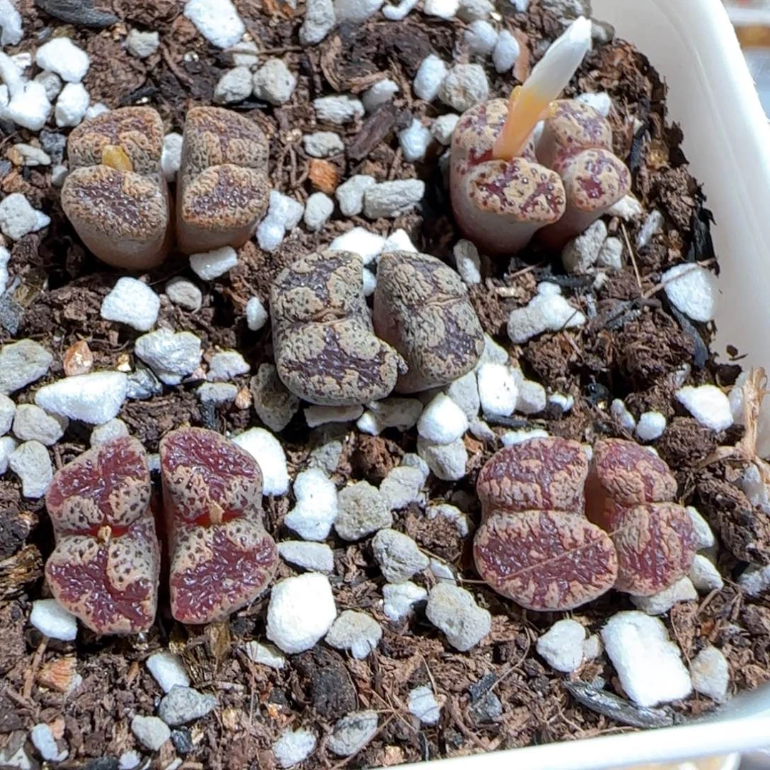肉锥多肉植物百科689一盆