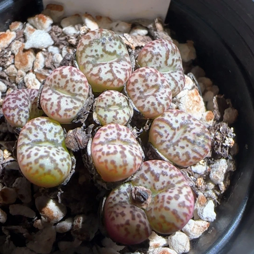 肉锥多肉植物百科374