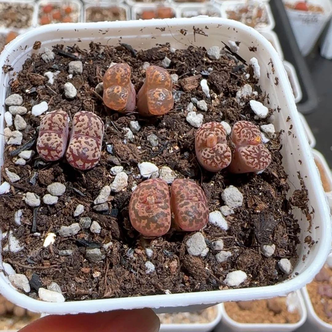 肉锥多肉植物百科1658
