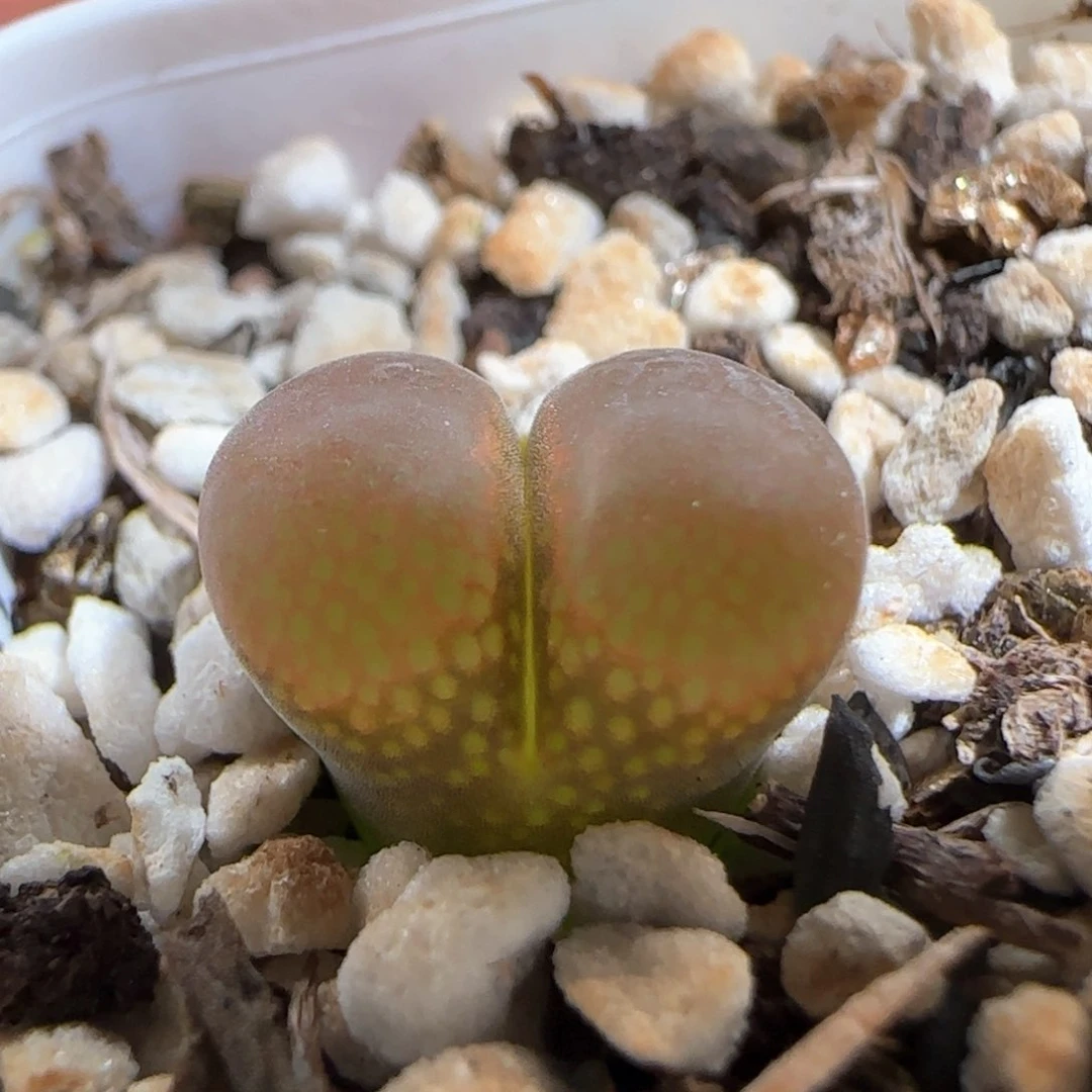 肉锥多肉植物百科439