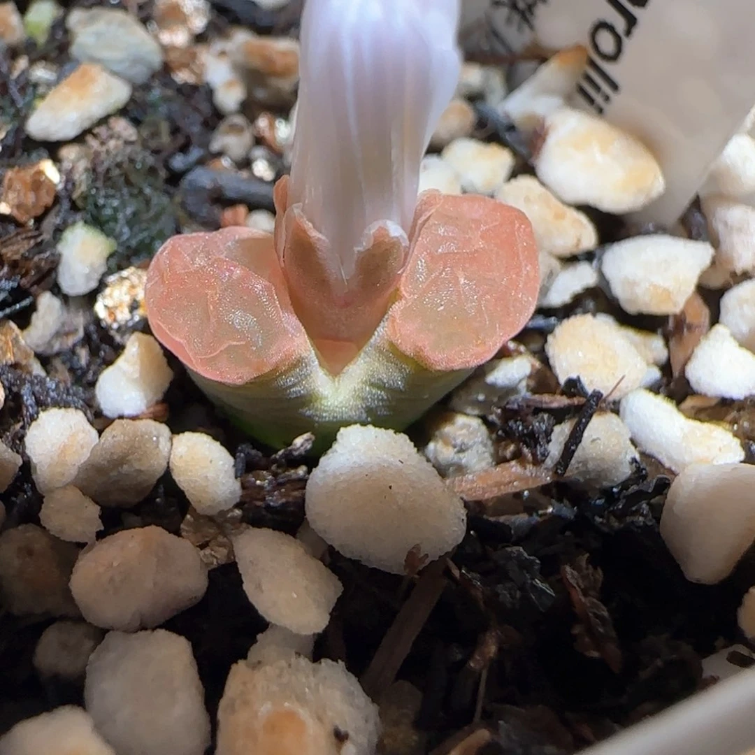 ?*?肉锥多肉植物百科-194