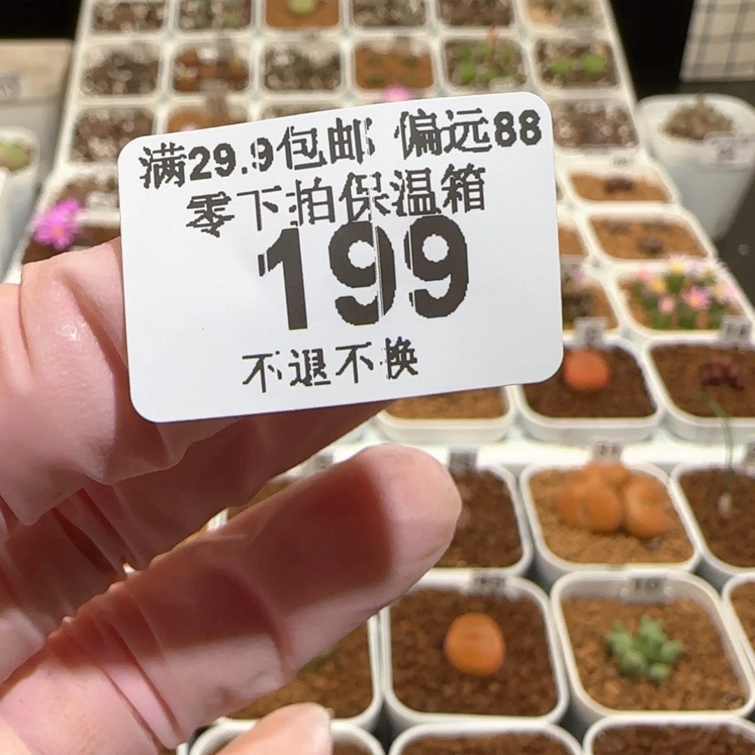 燕*肉锥多肉植物百科-199