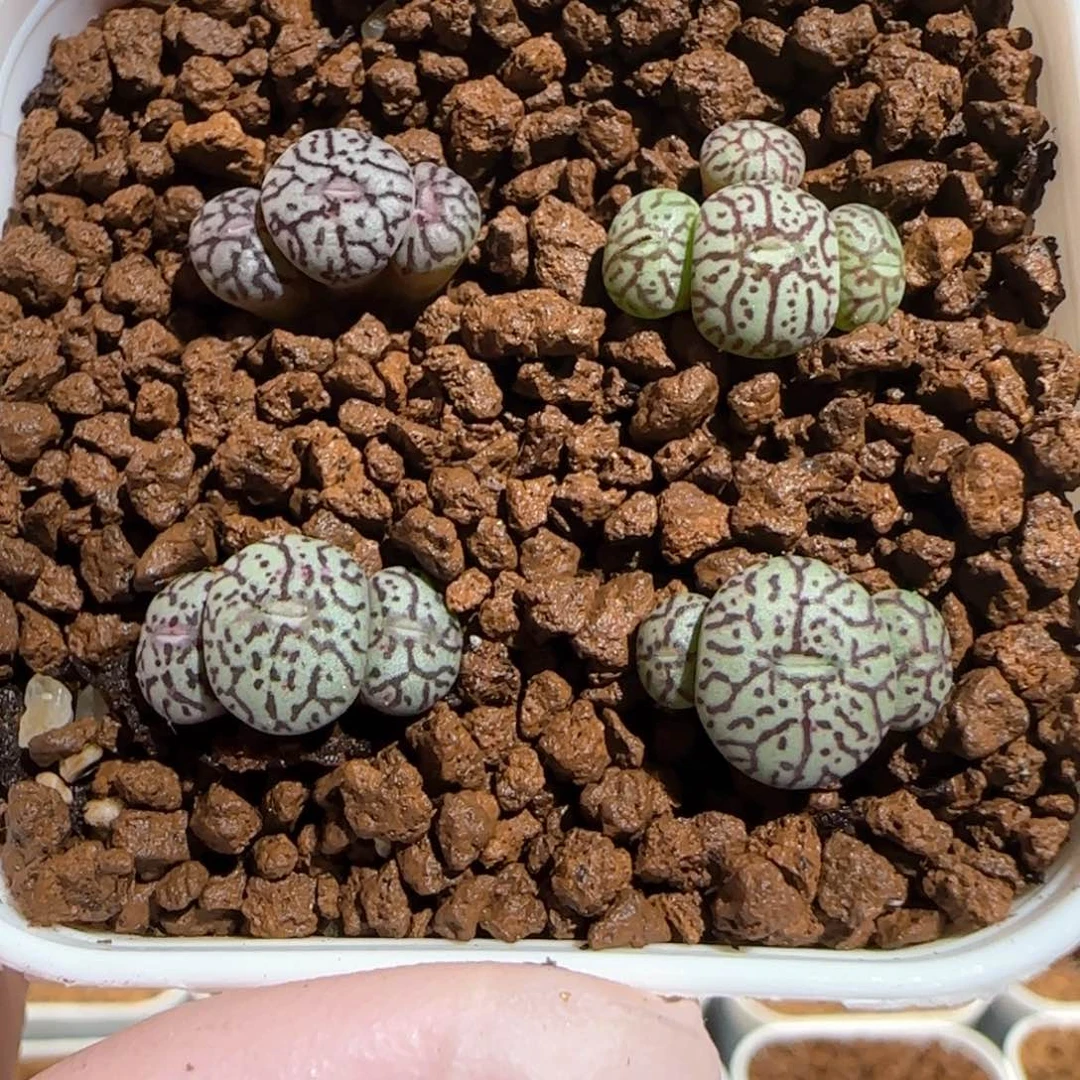 肉锥多肉植物百科-rr714墨285