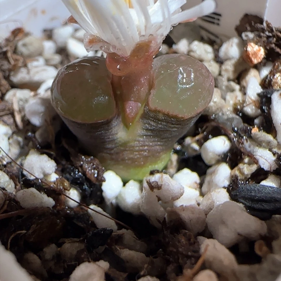 肉锥多肉植物百科-磁铁1369