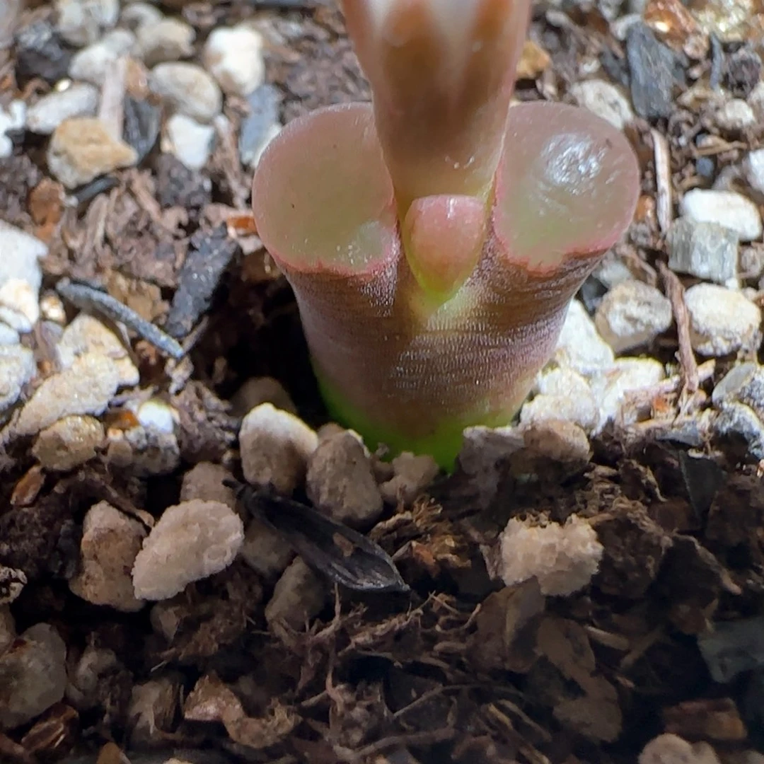 肉锥多肉植物百科-磁铁366