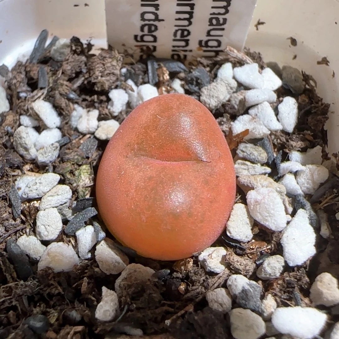 肉锥多肉植物百科205