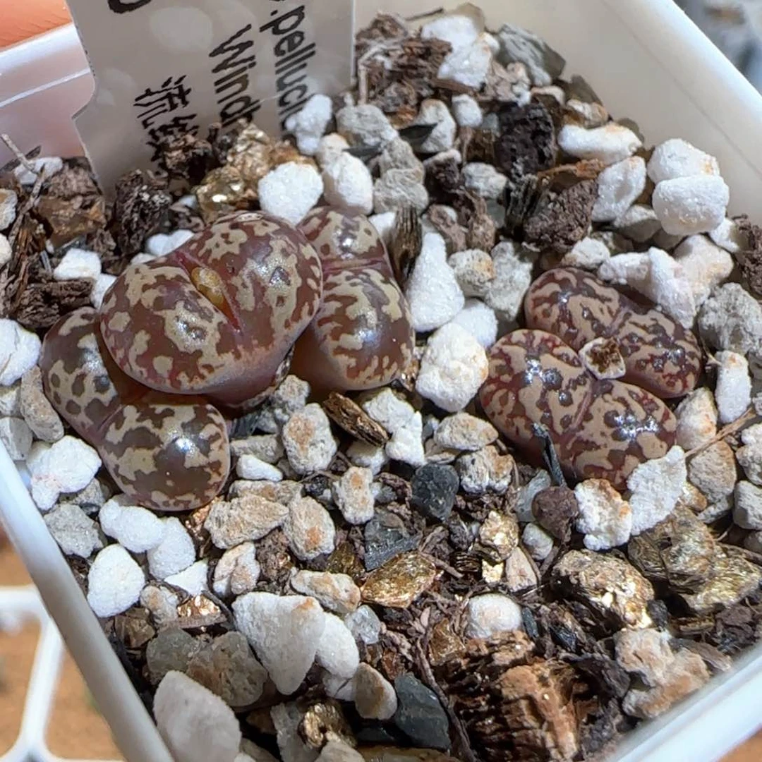 肉锥多肉植物百科1773