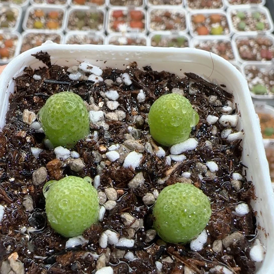 肉锥多肉植物百科599一盆