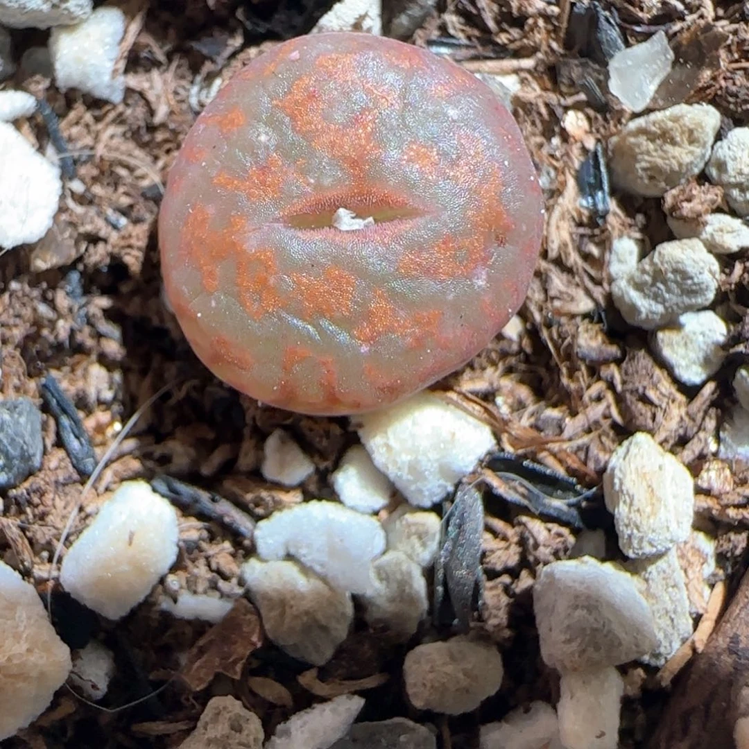 肉锥多肉植物百科-ap正红色酒红勋章312