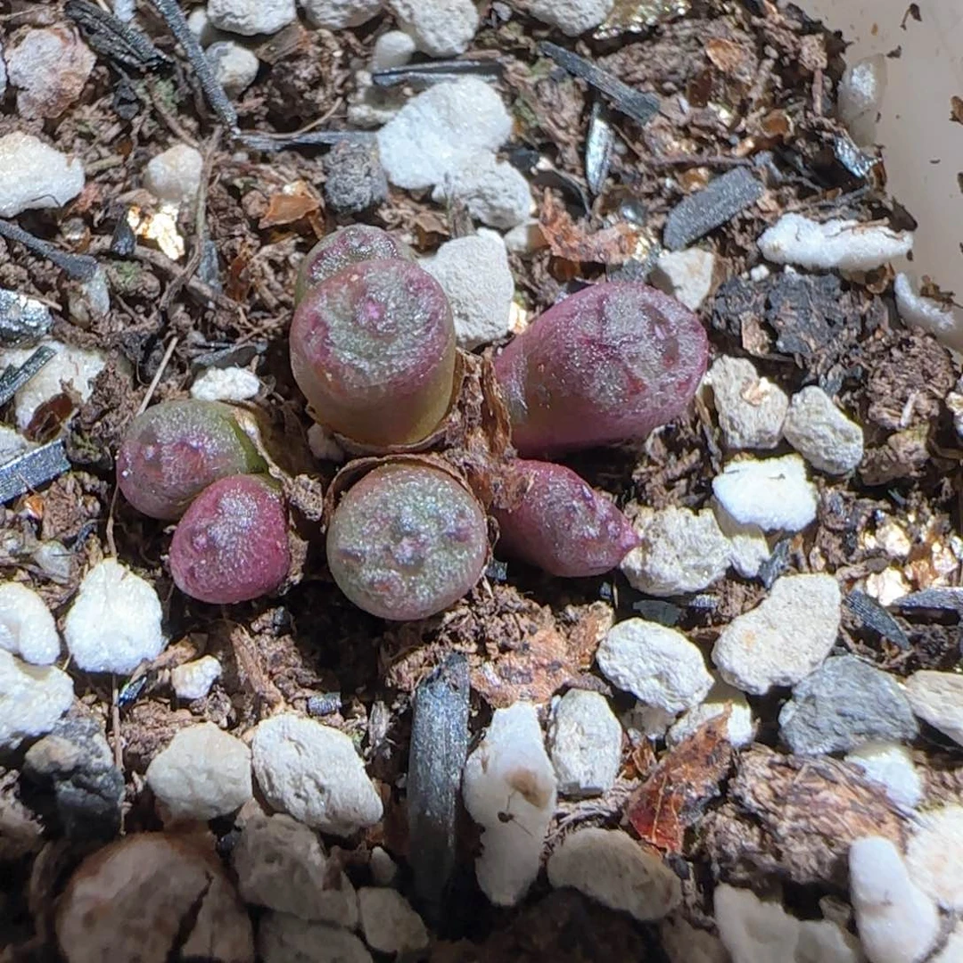 肉锥多肉植物百科1441