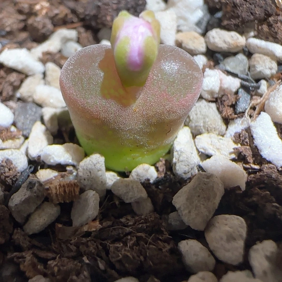 肉锥多肉植物百科-6km风铃228