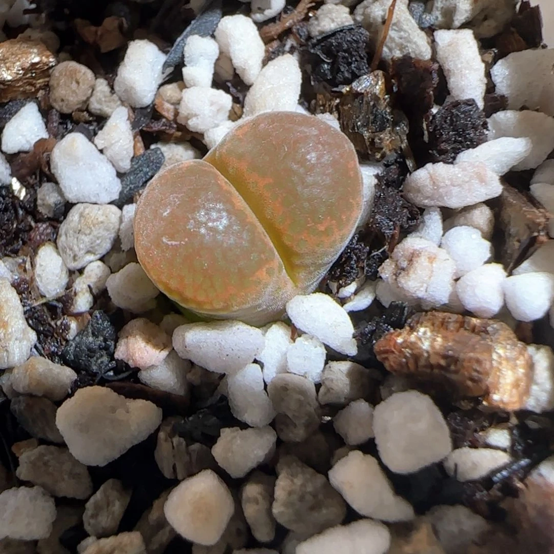 肉锥多肉植物百科343