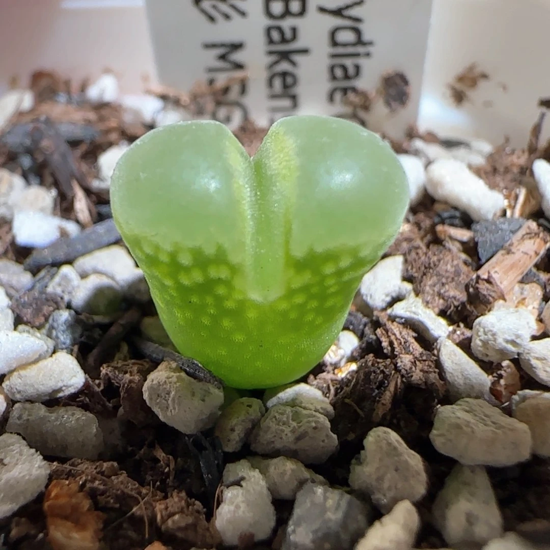 肉锥多肉植物百科691