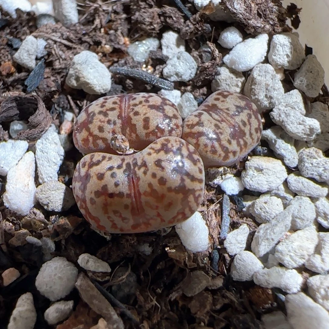肉锥多肉植物百科447