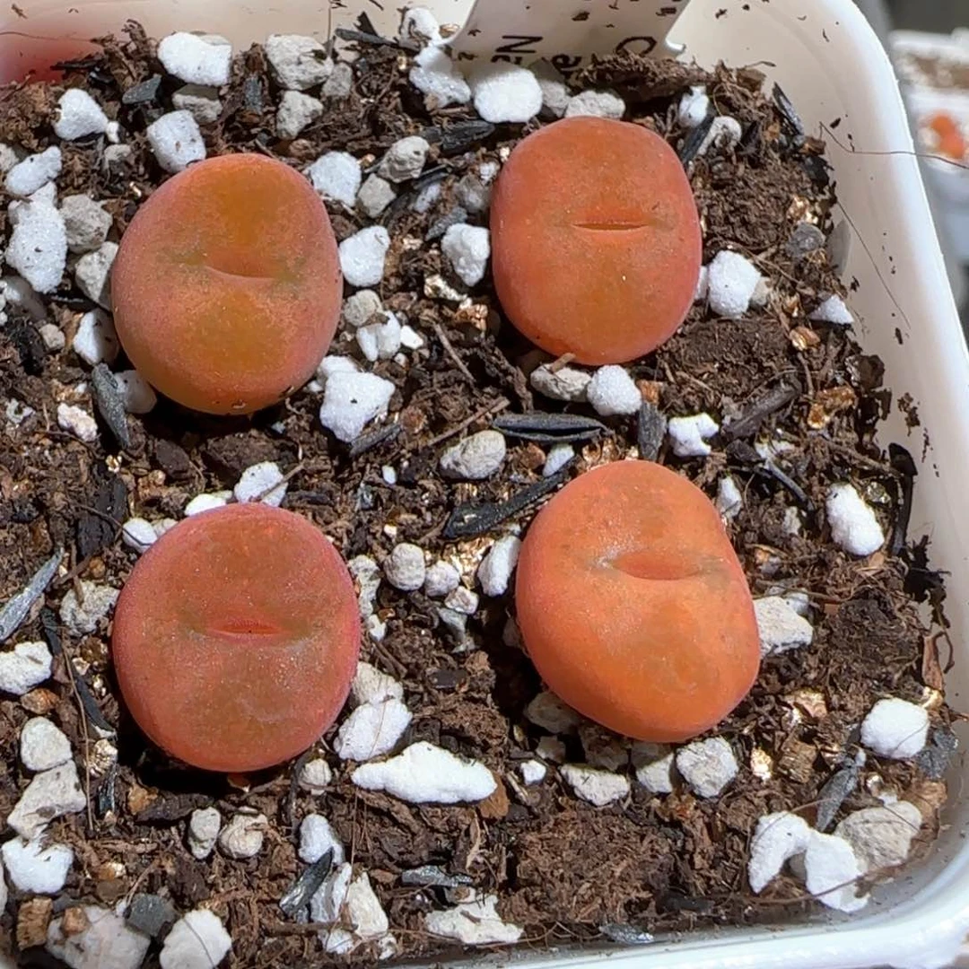 肉锥多肉植物百科198一盆