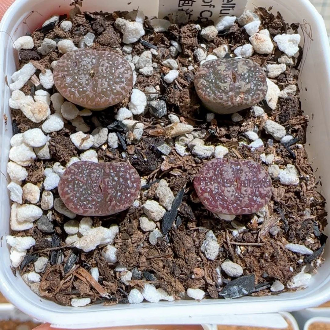 肉锥多肉植物百科75一盆