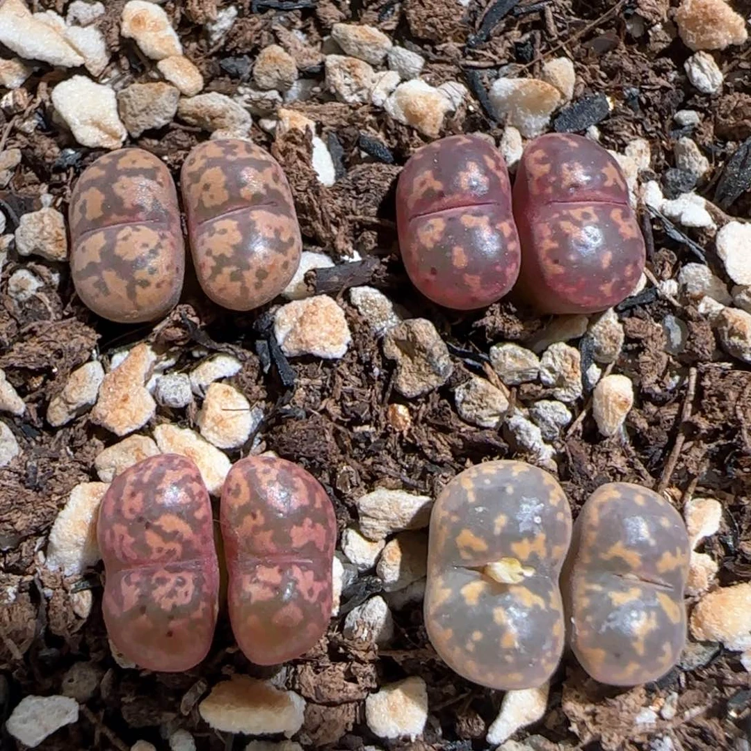 肉锥多肉植物百科847一盆