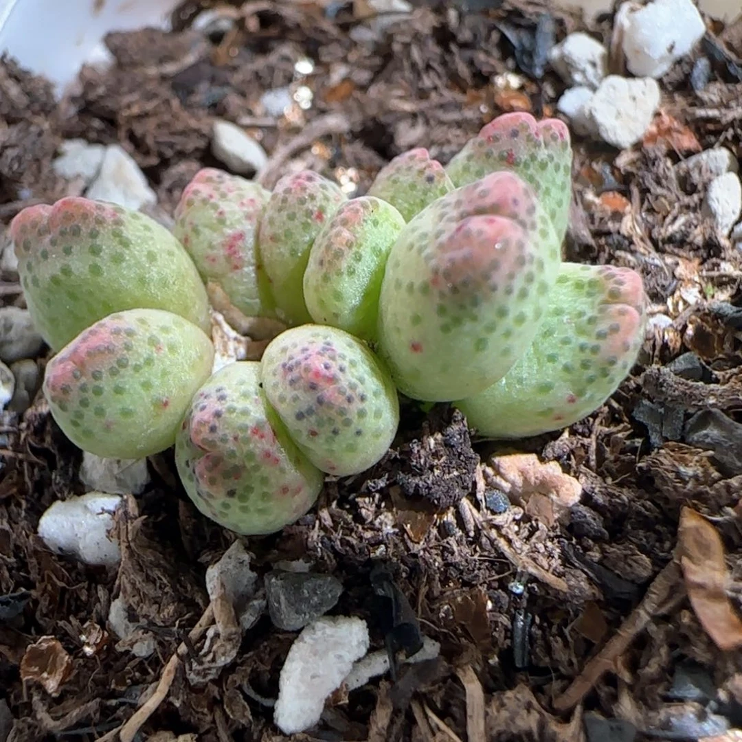 肉锥多肉植物百科619
