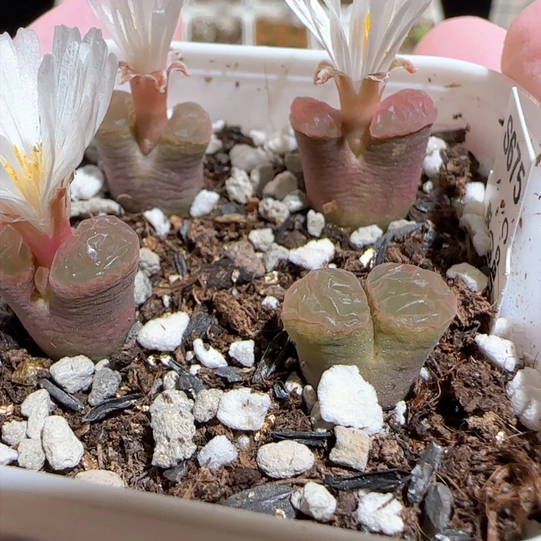 肉锥多肉植物百科-磁铁1468