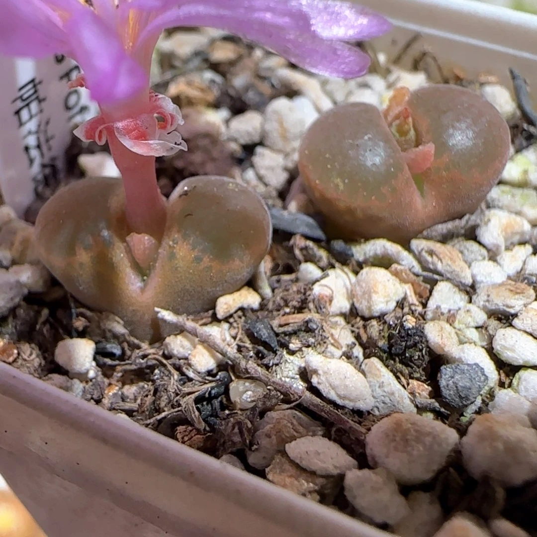 肉锥多肉植物百科-帕法德199