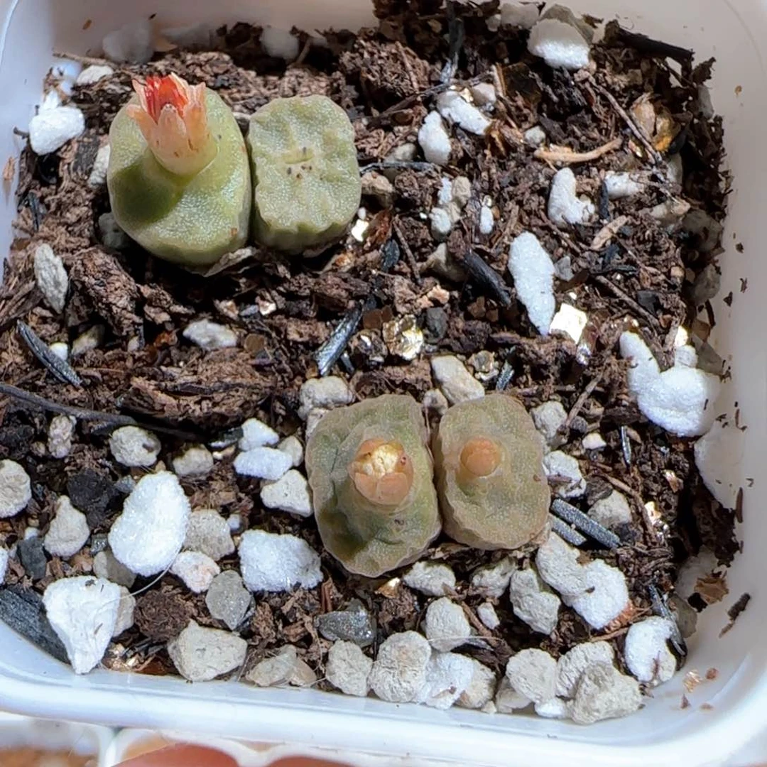 肉锥多肉植物百科21