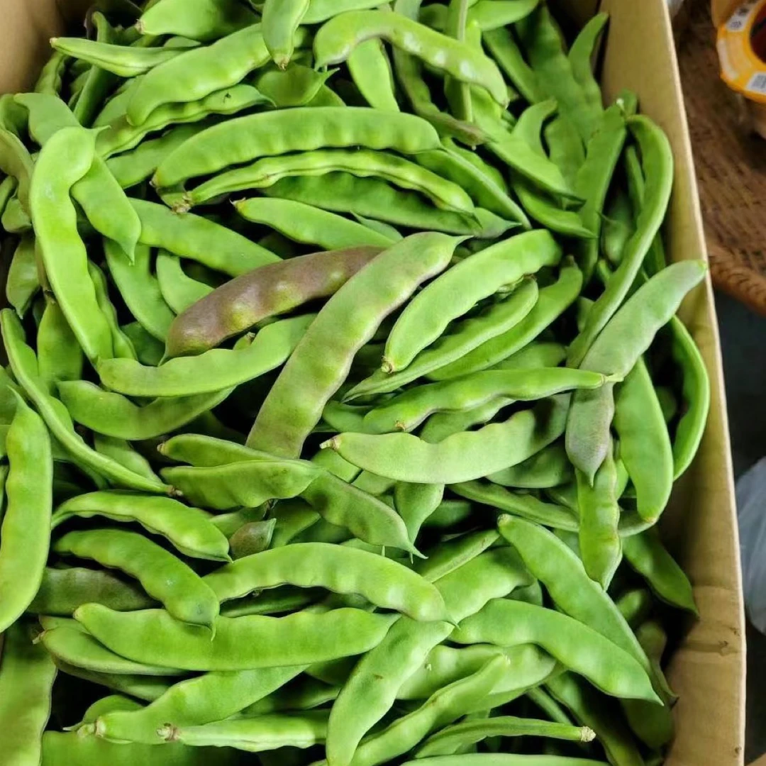 东北油豆角无筋绿豆角农家自种蔬菜现摘现采