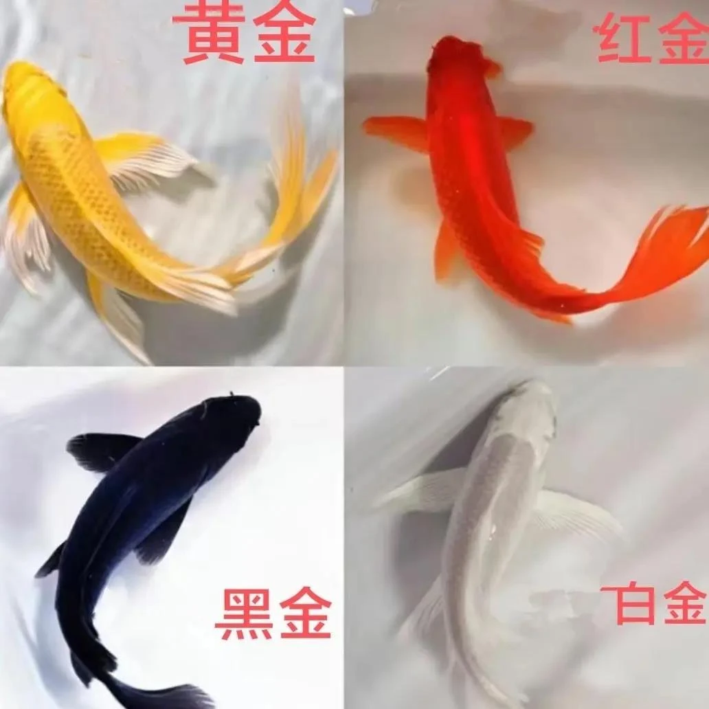鱼观赏鱼小金鱼鱼苗锦鲤小鱼活鱼冷水淡水鱼苗金鱼小型好养红鲤鱼
