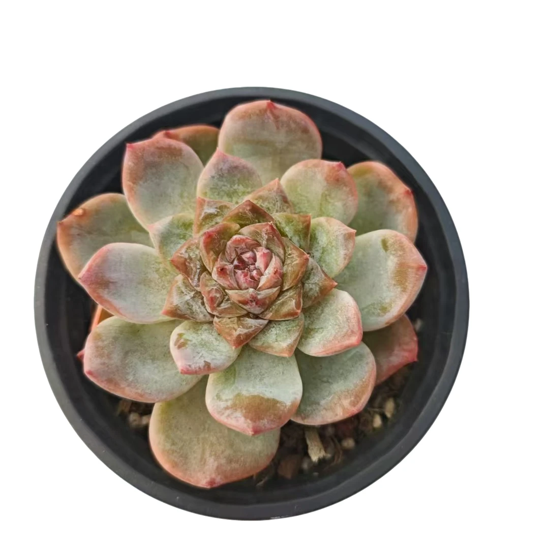 琥珀 满9.99包邮 多肉植物 新手好养好活 阳台庭院必备