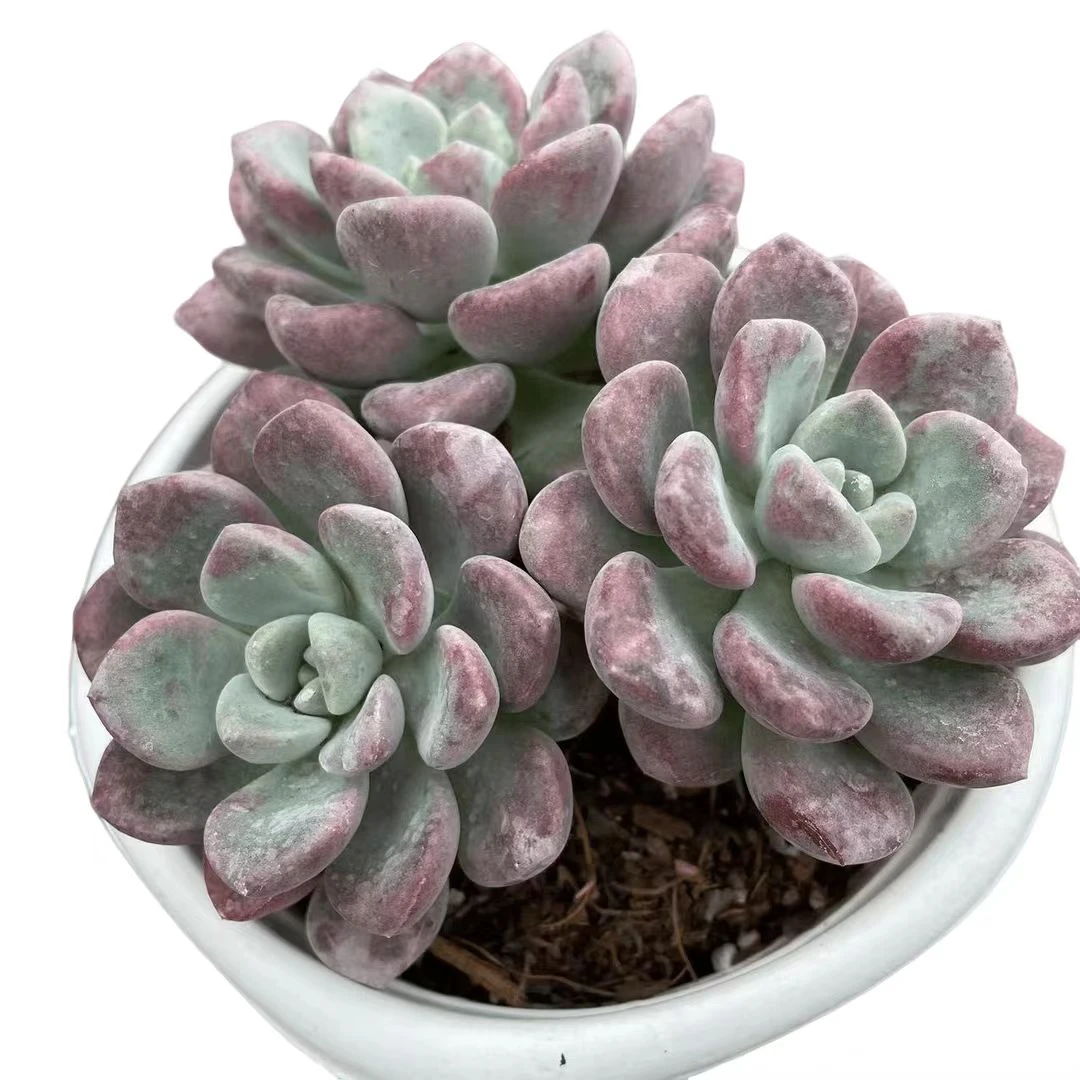 大花斑鹿 满9.99包邮 多肉植物 新手好养好活 阳台庭院必备