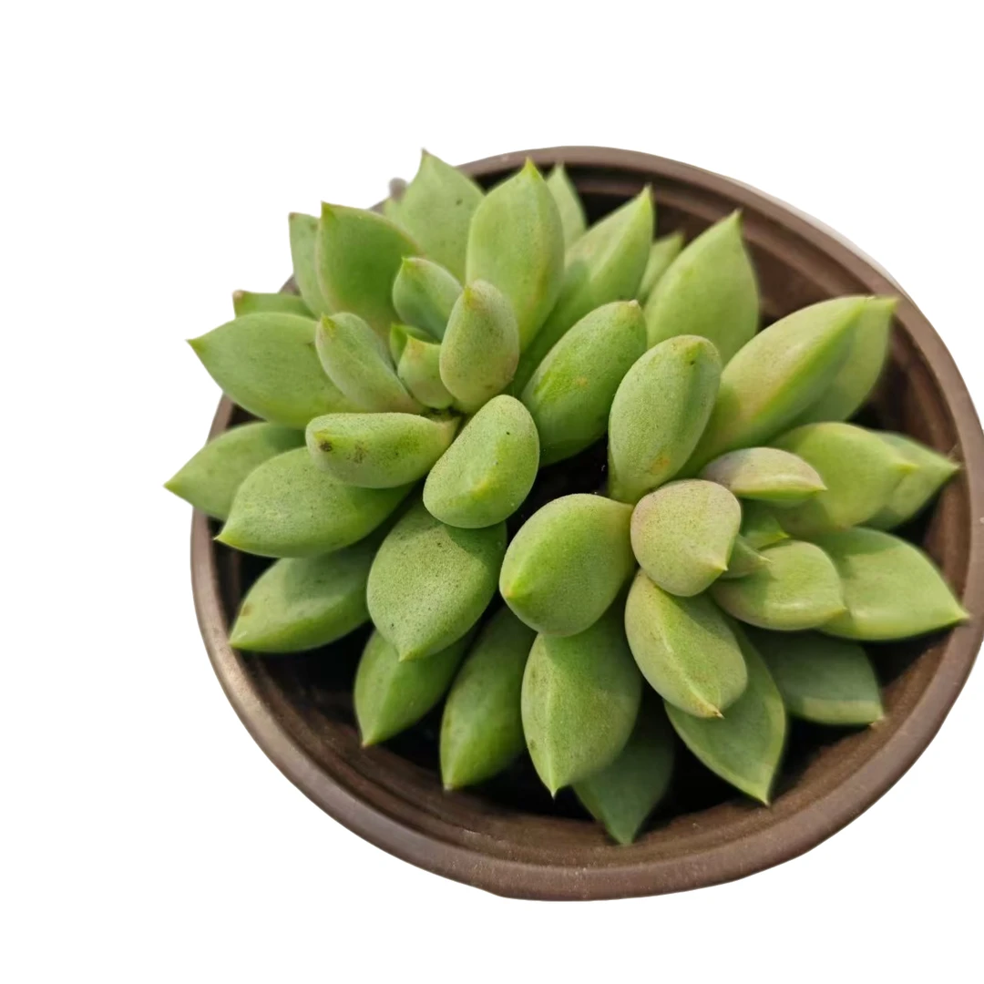 象牙 满9.99包邮 多肉植物 新手好养好活 阳台庭院必备
