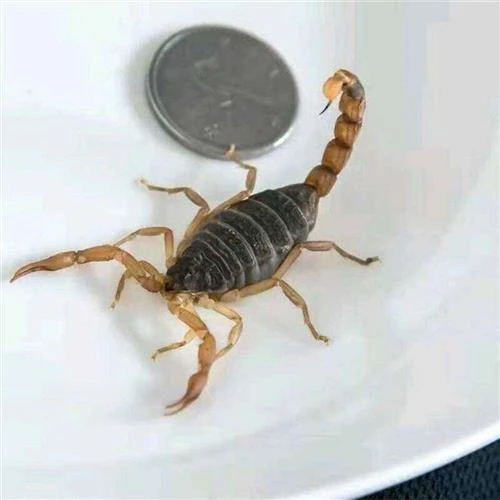 蝎子活十足全蝎肉蝎子全虫煲汤入药丰收季蝎子肉油炸泡酒食用包邮