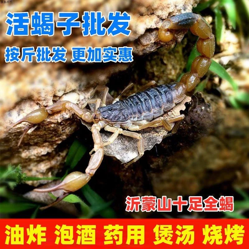 【活体蝎子按斤】活的蝎子沂蒙十足全蝎可食用药用油炸泡酒